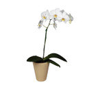 Orquidea Phalaenopsis, Venezuela, Venezuela