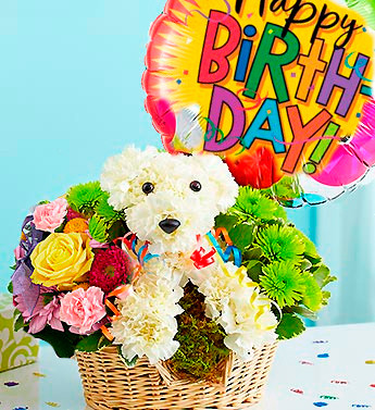 Birthday Puppy, Venezuela, Venezuela - Venezuela